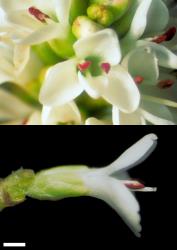 Veronica pinguifolia. Female flowers. Scale = 1 mm.
 Image: W.M. Malcolm © Te Papa CC-BY-NC 3.0 NZ